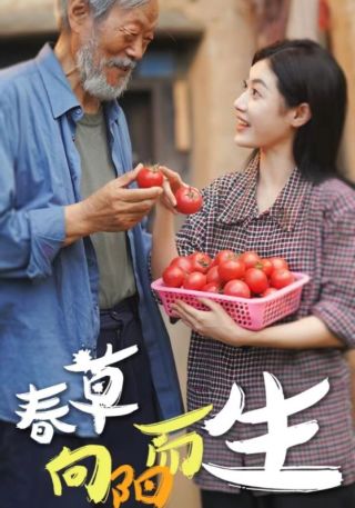 短剧春草向阳而生海报