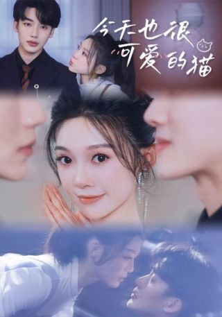 短剧今天也很可爱的猫海报