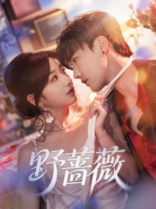 短剧野蔷薇海报