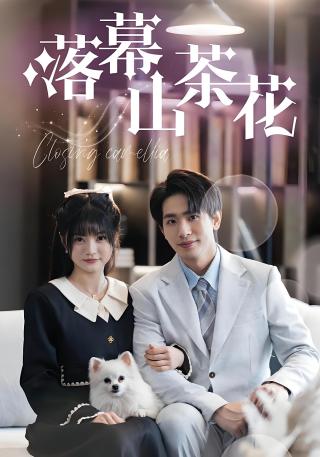 短剧落幕山茶花海报