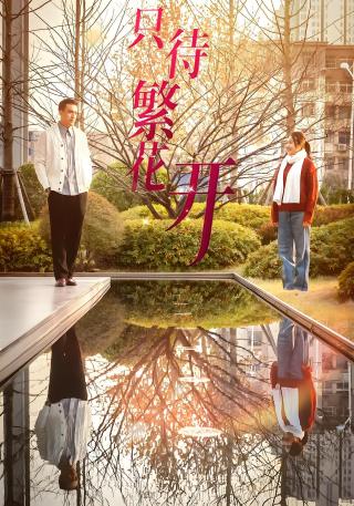 短剧只待繁花开海报