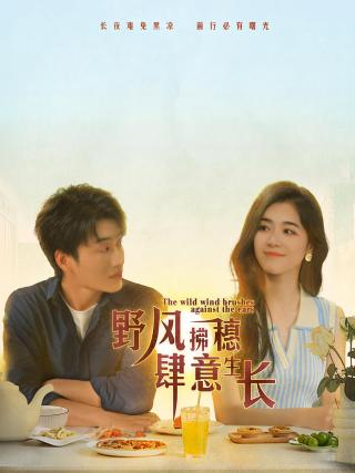 短剧野风拂穗肆意生长海报